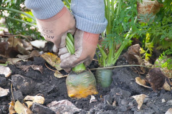 Gardening