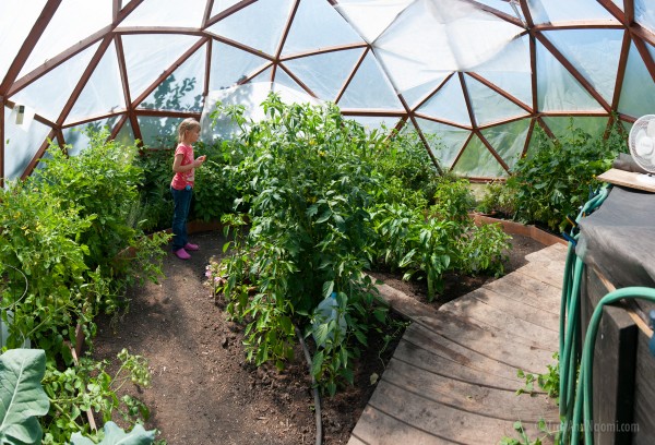 Mid summer greenhouse