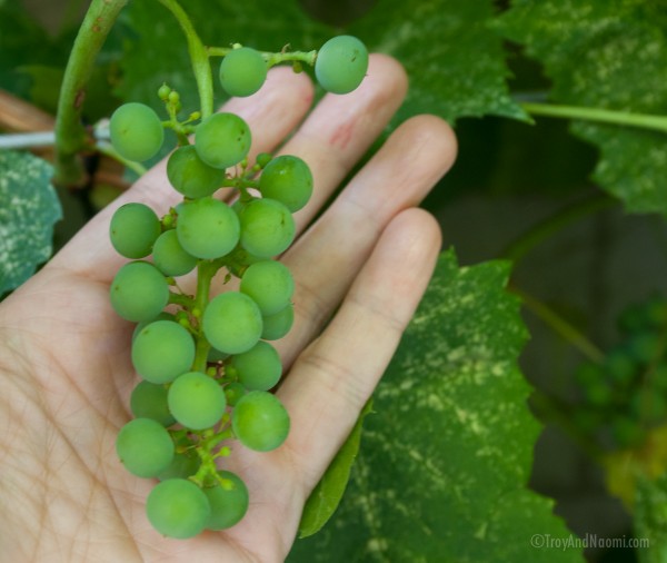 Valiant Grapes