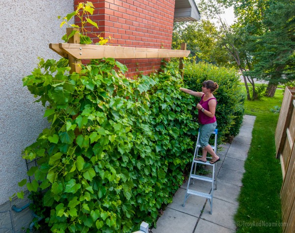 Grapes in Alberta