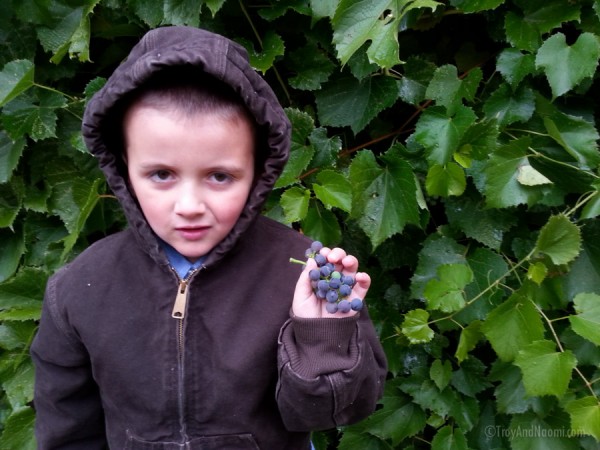 Harvesting grapes before the hard frost