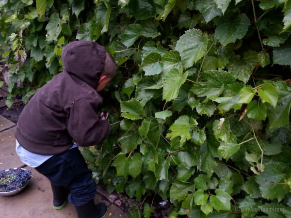 Harvesting grapes before the hard frost