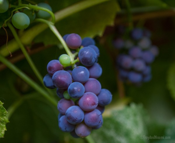 Grapes