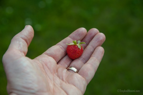 First strawberry of the year.