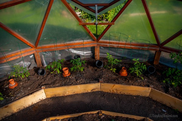 Ollas in the greenhouse