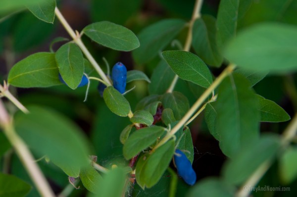 Haskap berries