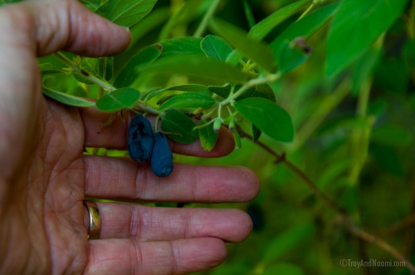 Haskap berries