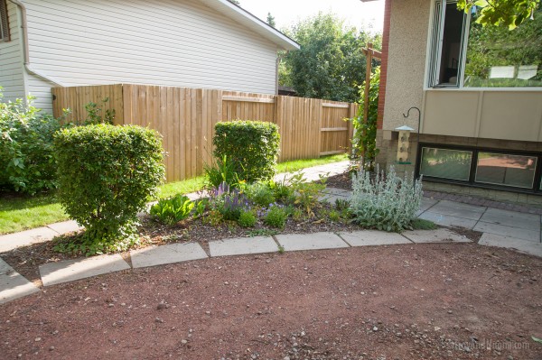 Hedge out, saskatoons in