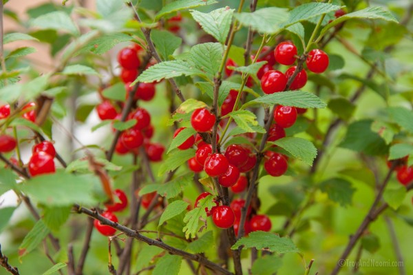 Cherries