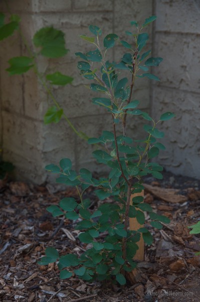 Saskatoons