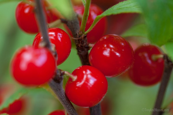 Cherries