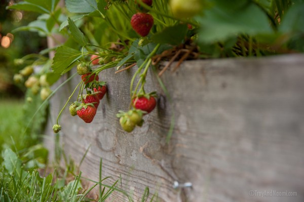 Strawberries