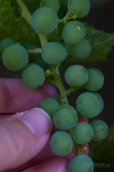 Grapes