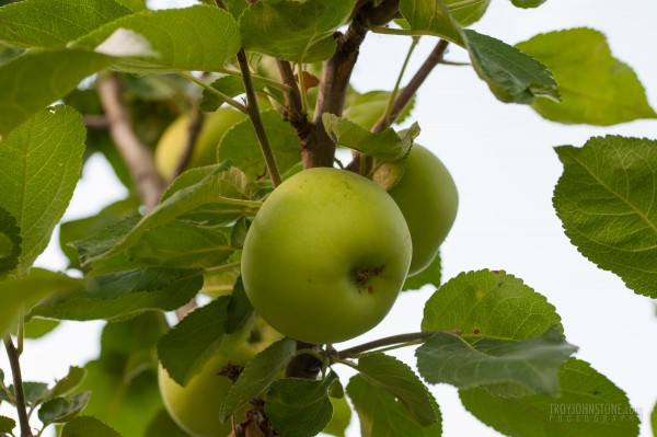 Goodland Apples