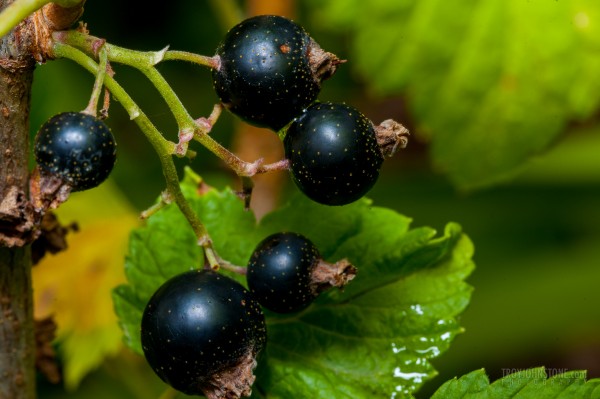 Black currants