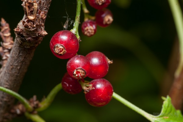 Red currants