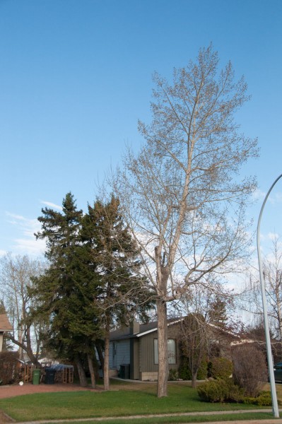 poplar