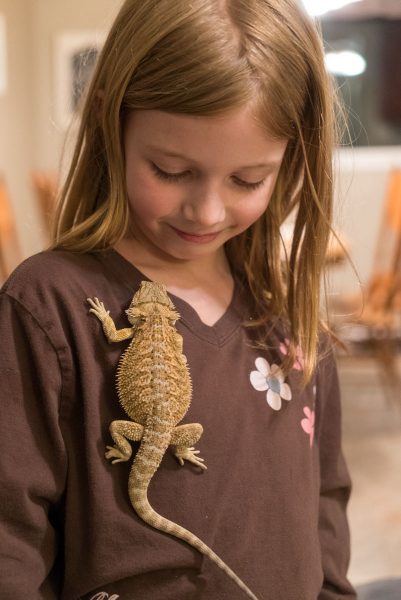 New pet - bearded dragon